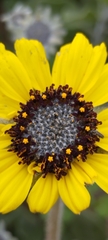 Encelia canescens