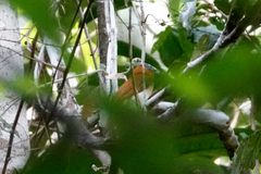 Arses telescopthalmus