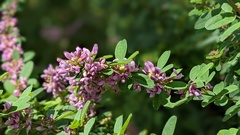 Lespedeza stuevei