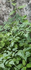 Moringa oleifera