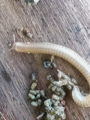 Cylindroiulus punctatus