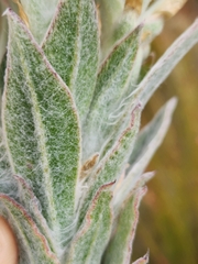 Syncarpha milleflora