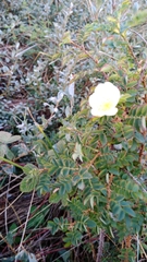 Rosa spinosissima