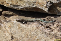 Podarcis guadarramae