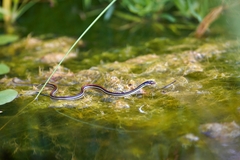 Thamnophis proximus rubrilineatus