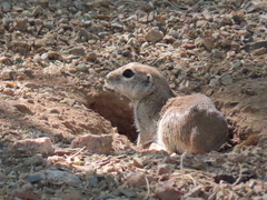 Xerospermophilus tereticaudus