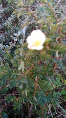Rosa spinosissima