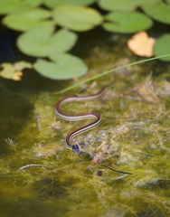 Thamnophis proximus rubrilineatus