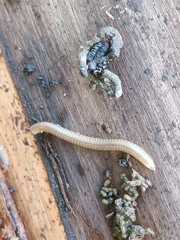 Cylindroiulus punctatus