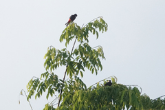 Peltops blainvillii