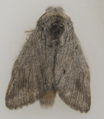 Desmeocraera basalis