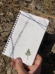 Ambrosia acanthicarpa