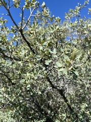 Quercus grisea
