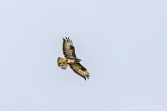 Buteo buteo