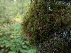 Dicranum fuscescens