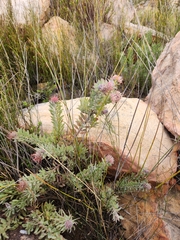 Leucospermum wittebergense