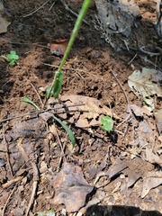 Spiranthes ovalis erostellata