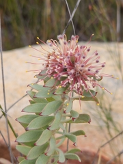 Leucospermum wittebergense