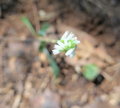 Spiranthes ovalis erostellata