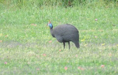 Numida meleagris coronatus