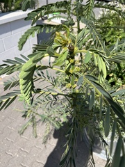 Senna hebecarpa