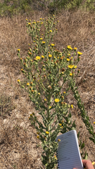 Heterotheca grandiflora