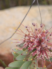 Leucospermum wittebergense