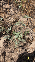 Ambrosia acanthicarpa