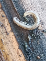 Cylindroiulus punctatus