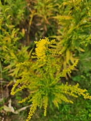 Solidago altissima