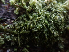 Hypnum circinale