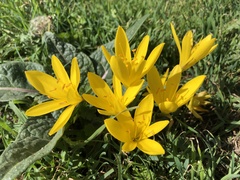 Sternbergia lutea
