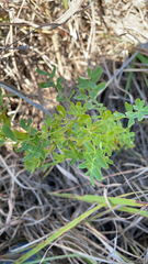 Hypericum perforatum