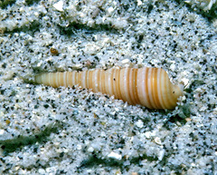 Terebra funiculata
