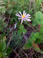 Galatella angustissima
