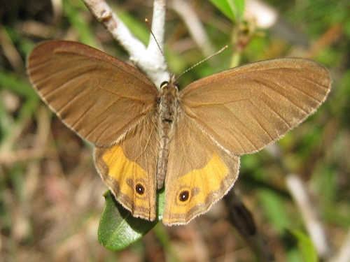 Dingy Ringlet
