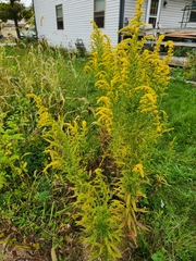 Solidago altissima