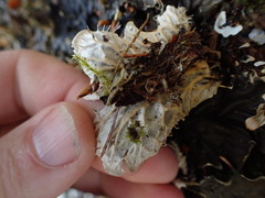 Peltigera membranacea