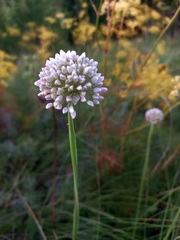 Allium nutans