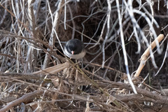 Junco hyemalis cismontanus