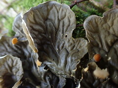 Peltigera membranacea