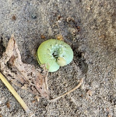 Cimbex femoratus