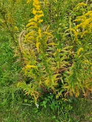 Solidago altissima