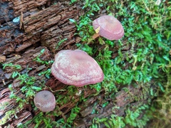 Callistosporium purpureomarginatum