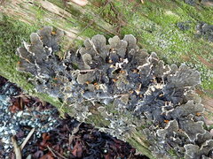 Peltigera membranacea