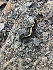 Ambystoma macrodactylum