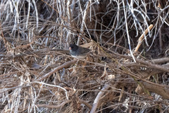 Junco hyemalis cismontanus