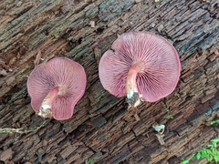 Callistosporium purpureomarginatum