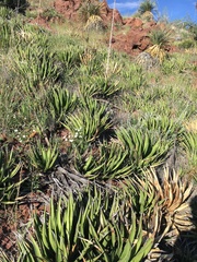 Agave lechuguilla