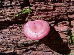 Callistosporium purpureomarginatum